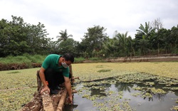 Đắk Lắk: Nuôi ốc nhồi kết hợp nuôi cá giống, anh trai làng bất ngờ thu hàng trăm triệu