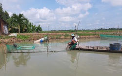 Nuôi loài cá hay đào hang hốc, ông nông dân tỉnh An Giang bắt bán 240.000 đồng/ký