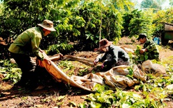 Giá cà phê nhân Đắk Lắk giữ mức cao nhất, vì sao chủ lò sấy "chơi bài" đổi cà phê tươi lấy cà phê nhân?