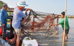 Hậu Giang: Hết lũ, nông dân bắt hàng tấn cá ruộng, bán giá rẻ vẫn lời