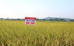 Vụ công ty ở Quảng Bình bán giống lúa chưa được cấp phép: Sở NNPTNT lập đoàn thanh tra khẩn