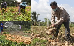 Củ đậu được mùa, giá tốt, người dân Quảng Ngãi bỏ túi hàng chục triệu đồng/vụ