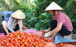 Giá cà chua tăng sốc, có phải do Trung Quốc "siết" xuất nhập khẩu nên khan hàng?