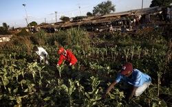 Người dân Venezuela trở thành "nông dân bất đắc dĩ" do cuộc sống khó khăn