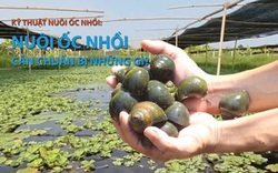 Kỹ thuật nuôi ốc nhồi: Cần chuẩn bị những gì?