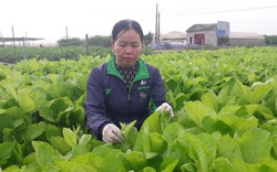 Thái Nguyên: Nhiều người không tin vào mắt mình khi thấy những vườn rau VietGAP tốt ngùn ngụt thế này
