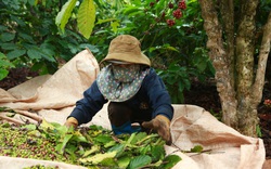Giá cà phê nhân Đắk Lắk tăng thêm 300 đồng/kg, nông dân yên tâm hái cà phê chín vì điều này