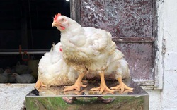 Giá gia cầm hôm nay 19/12: Giá gà công nghiệp rớt còn 30.000 đồng/kg, giá vịt miền Nam tăng lên mốc 36.000 đồng/kg