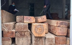 Bắt xe tải chở lượng lớn gỗ lậu, lộ xưởng cưa làm ăn phi pháp 