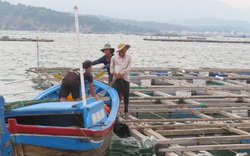 Bão số 9 (bão RAI): Sơ tán gần 4.000 người nuôi trồng thủy sản trên biển Phú Yên 