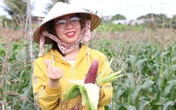 Thủ khoa gác chuyện du học trời Tây, về quê Ninh Thuận  trồng giống bắp lạ, bẻ trái ăn sống ai cũng khen ngon
