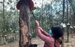 Kon Tum: Giá cao su tăng cao, nông dân ra vườn là có tiền triệu nhưng ngành chức năng vẫn khuyến cáo một điều