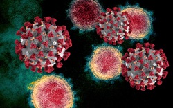 Chuyên gia cảnh báo Delta, Omicron kết hợp cúm tạo thành đại dịch đáng sợ khôn lường