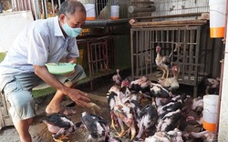 Đây là loài gà thuần Việt 100% suýt tuyệt chủng, nông dân làng này ở Bắc Ninh bán 500.000-700.000 đồng/kg