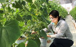 Nông nghiệp công nghệ cao giúp nông dân Bà Rịa - Vũng Tàu ung dung bước qua đại dịch Covid-19