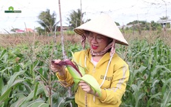 Thủ khoa Đại học gác chuyện du học trời Tây, về quê trồng giống bắp "Nữ hoàng đỏ" trên miền sa mạc cát 