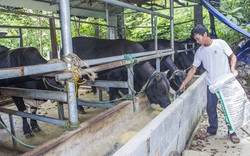 Thái Nguyên: Nông dân đất chè giàu lên từ... nuôi bò 3B, trồng cây ăn quả