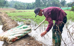 Phú Thọ: Theo anh trai làng đi ra đồng không mông quạnh nhử bắt con đặc sản, ai nhìn thấy cũng muốn mua