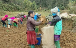 Chỉ trồng có 2 loài cây thuốc này mà nông dân Bắc Hà của tỉnh Lào Cai đào lên bán được 12 tỷ