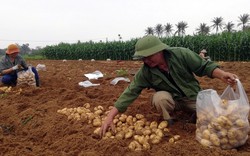 Nghệ An: Trồng khoai tây bới lên toàn củ là củ, tỉnh chi hẳn 2,5 tỷ đồng hỗ trợ nhân rộng