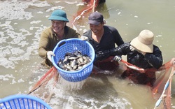 Đà Nẵng: Vượt qua khó khăn do dịch Covid-19, hơn 5.000 hộ đạt danh hiệu nông dân sản xuất kinh doanh giỏi