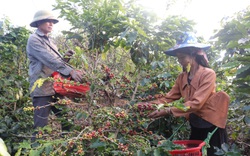 Sơn La: Yêu cầu người dân thu hái cà phê đảm bảo tiêu chuẩn, chất lượng
