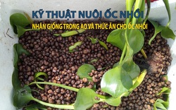 Kỹ thuật nuôi ốc nhồi: Nhân giống trong ao và thức ăn cho ốc nhồi