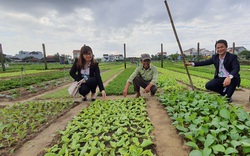 Quảng Nam: Nông dân trồng rau ở Hội An khá giả nhờ được nguồn vốn ưu đãi tiếp sức