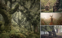 Ngắm nhìn cánh rừng già đầy "ma mị" tại miền Nam nước Anh