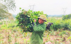 Hà Tĩnh: Trồng thứ cây tốt um tùm, xanh ngăn ngắt, chặt hàng bó to bán chạy như tôm tươi