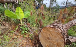 Hiện trường hàng trăm cây thông bị đốn hạ la liệt ở Lâm Đồng