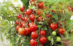 Cà chua quá đắt, mách bạn cách trồng cà chua ở ban công, vừa đẹp vừa ăn được luôn