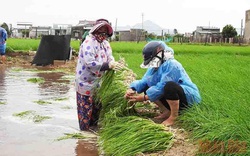 Ninh Thuận: Xót xa cho nông dân trồng hành tím, mất trắng cả 1 vụ sau bao ngày đổ mồ hôi chăm bón