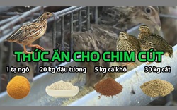 Kỹ thuật nuôi chim cút thịt: Thức ăn cho chim cút