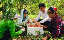 Hơn 2 triệu hộ làm nông nghiệp được đào tạo kỹ năng số