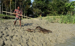 Độc đáo kỹ nghệ bắt cá điêu luyện của “ngư dân 4 chân” ở Bangladesh