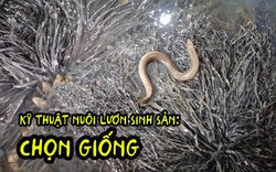 Kỹ thuật nuôi lươn sinh sản: Hướng dẫn chọn giống 