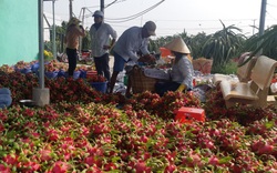 Trung Quốc bất ngờ có một quyết định vào dịp Tết, Việt Nam lo bán triệu tấn trái cây