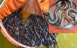 Loài cá trơn tuồn tuột được cho là “nhân sâm" của nước, nuôi được loài cá này kiếm tiền tỷ là chuyện không khó