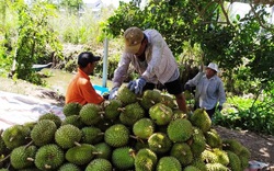 Xuất khẩu nông sản đi Trung Quốc dịp Tết dự báo gặp khó