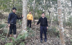 Nông thôn Tây Bắc: Sơn Bình quyết giữ vốn rừng