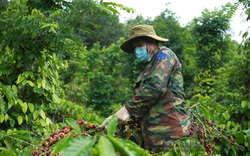 Giá cà phê tăng "nóng", đáng tiếc người nông dân chẳng được lợi lộc gì