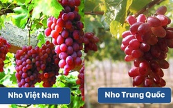 Nhận diện 6 loại quả Trung Quốc bán tràn lan tại Việt Nam