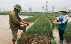 "Kho vàng" hàng chục nghìn tỷ nằm ngoài đồng, nông dân miền Bắc lo tìm nơi tiêu thụ