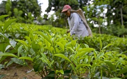 Cuộc 'cách mạng hữu cơ' khiến nhiều người nông dân Sri Lanka đau đầu