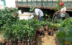 Trung tâm Dạy nghề và Hỗ trợ Nông dân Quảng Nam: Nơi cung cấp giống, phân bón và hỗ trợ việc làm cho nông dân