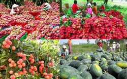 Xuất khẩu rau quả của Việt Nam sang Trung Quốc cuối năm sẽ biến động thế nào?