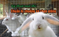 Kỹ thuật nuôi thỏ: Chuẩn bị chuồng và chọn giống 