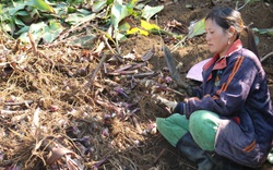 Sơn La: Trồng thứ cây cả năm chả phải chăm bón, rét tràn về cuốc 1 nhát bật lên toàn củ to, thu 60 triệu/ha