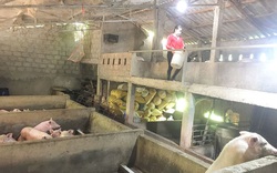 Vì sao nông dân ở vùng này của tỉnh Quảng Trị lại xây chuồng lợn cao tới 2m?